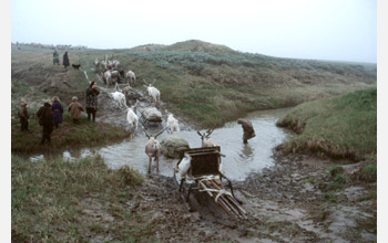 A Nenet caravan crosses a stream during migration on the Yamal Peninsula
